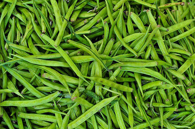 XOLDAA CLUSTER BEANS SEEDS Seed(31 per packet)