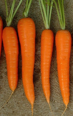 CYBEXIS Manchester Table Imported Carrot Variety2000 Seeds Seed(2000 per packet)