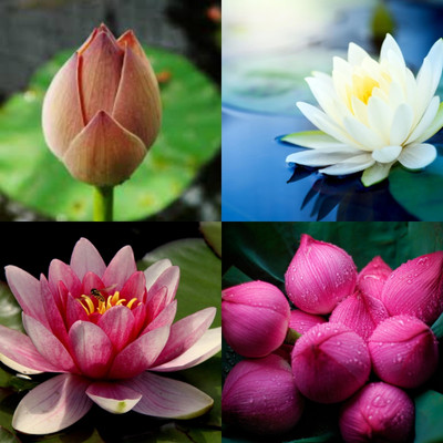 ibains Seeds of lotus biij 5 Seed(5 per packet)