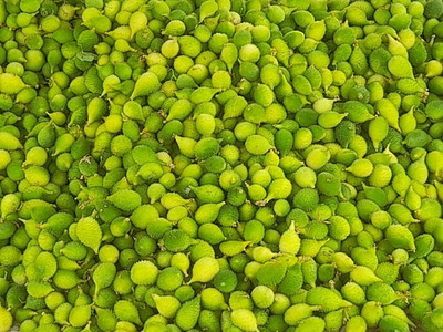ibains Kakora seed Seed(18 per packet)