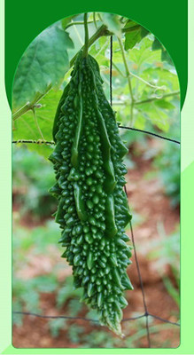 VibeX ® XLR-348 Bitter Gourd (Karela) Seeds Seed(50 per packet)