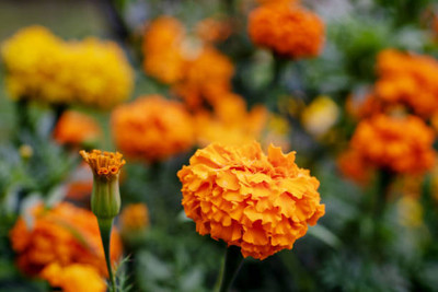 True Elements marigold/gende ka phool flower seeds Seed(50 per packet)