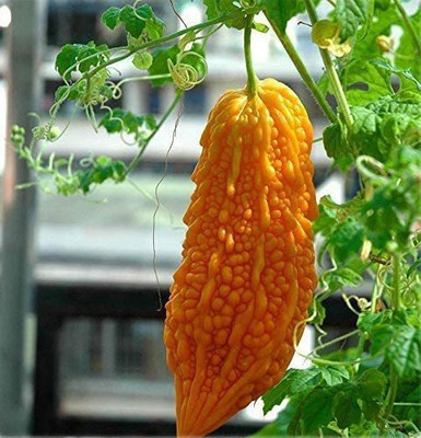 CYBEXIS Bitter Gourd Seeds Unique Color800 Seeds Seed(800 per packet)