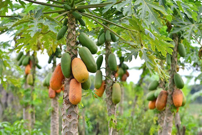 BDSresolve Papaya seeds hybrid big/papaya seeds 230 Seed(230 per packet)