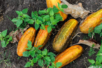 WILLVINE Yellow Cucumber Seeds Non Gmo Gardening-[200 Seeds] Seed(200 per packet)