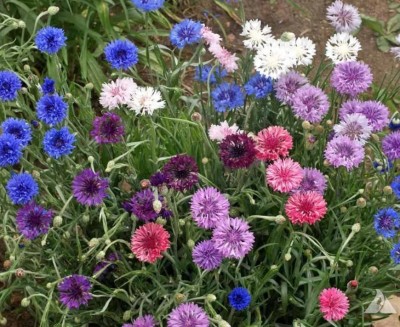 Lorvox Tall Blue Cornflower Flower Seed(84 per packet)