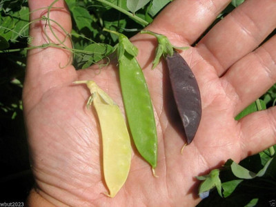 Qualtivate PUAS-8A Snow peas- Blend Mix color Seed(200 per packet)