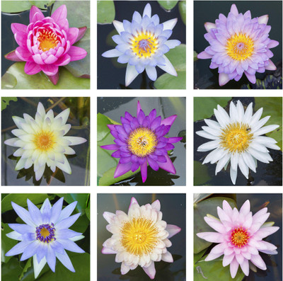 Seedsilk Dwarf Rainbow Mini Lotus Flower Seed(10 per packet)