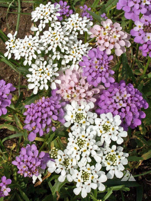 CEZIUS Candytuft, Annual
(Iberis umbellata) Seed(60 per packet)