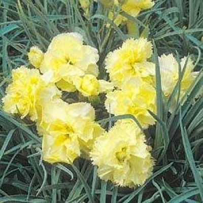 Lorvox Carnation - Giant Double Chabaud Mix Seed(20 per packet)