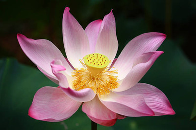 Plantzoin lotus,kamal gatta Seed(10 per packet)