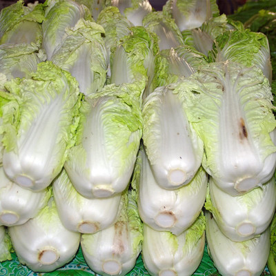 ibains Hybrid chinese long cabbage seeds pack of 330 Seed(330 per packet)