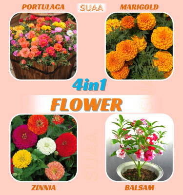 SUAA 4 Variety of Flower Seeds Combo Pack Seed(250 per packet)