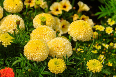 RAIYARAJ marigold/gende ka phool flower seeds Seed(25 per packet)