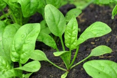 KNESSiN New Zealand Spinach Seed(500 per packet)