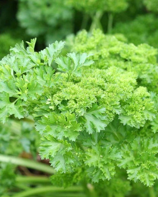 Quentova Organic Moss Curled Parsley-RXI-4R Seed(50 per packet)