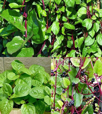ibains Green spinach seeds beez 58 Seed(58 per packet)
