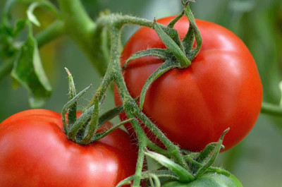 BDSresolve Tomato seeds for home garden/tomato seerds 85 Seed(85 per packet)