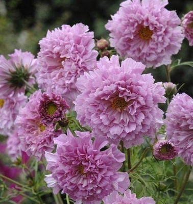CYBEXIS Cosmos - Double Click Rose Bon Bon Seed(50 per packet)