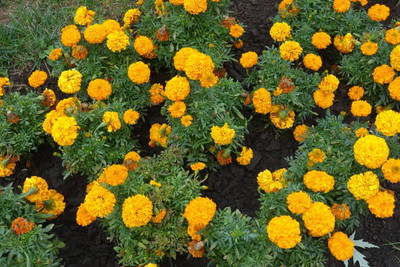 SHASHWAT CREATION marigold/gende ka phool flower seeds Seed(75 per packet)