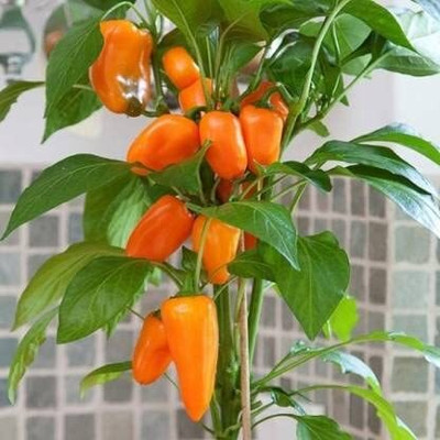 Aywal शिमला मिर्च Capsicum/Shimla Mirch Seed(160 per packet)