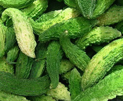 CYBEXIS VVI-55 - Bittermelon - Foo Gwa - Bittergourd - (900 Seeds) Seed(900 per packet)