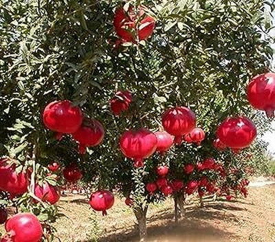 Aywal Fresh Red Big Pomegranate Seed(25 per packet)