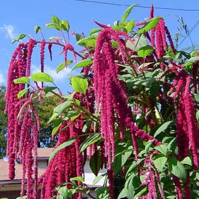 KNESSiN LAX-2 Amaranthus Red Seed(200 per packet)