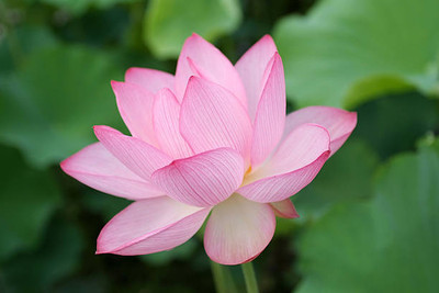 Nature Vit lotus,kamal gatta Seed(14 per packet)