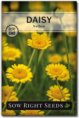 WILLVINE ™ Yellow Daisy Flower Seeds-100 SEEDS Seed(100 per packet)