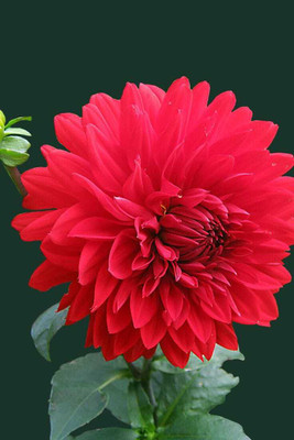 seedagro Dahlia Double Figaro Mix Seed(150 per packet)