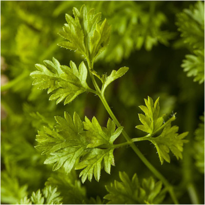 CYBEXIS XLR-57 - French Parsley CHERVIL - (250 Seeds) Seed(250 per packet)