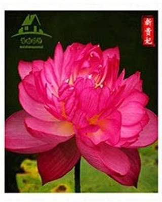 Qualtivate GBPT-6A Lotus White / Pink Seeds Seed(25 per packet)