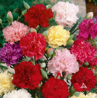 CYBEXIS Carnation Super Giant Mix-50 Seeds Seed(50 per packet)