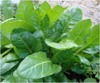 CYBEXIS Spinach - Perpetual Seeds4000 Seeds Seed(4000 per packet)