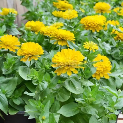 Aro Zinnia mix Seed(24 per packet)