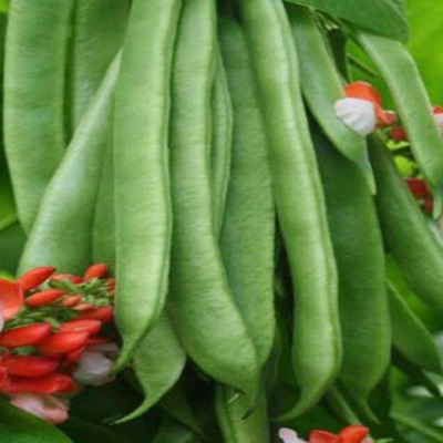 SeeGreen Sem Phali Runner Beans Vegetables Seeds for Home Garden_13 Seed(13 per packet)