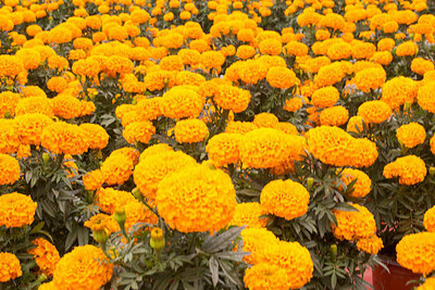 API marigold,gende ka phool seeds Seed(21 per packet)