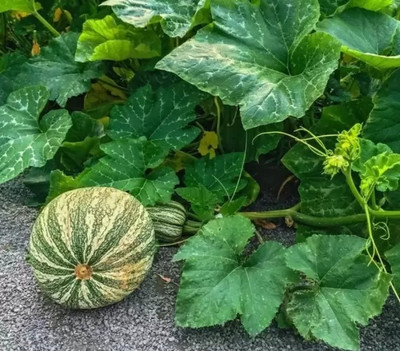 MAA Pumpkin Green Seed(136 per packet)