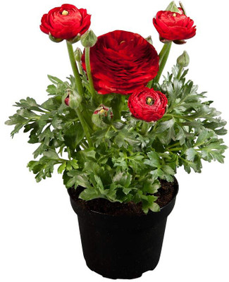 zabbus Ranunculus Flower Bulbs for Winter Season Red Seed(2 per packet)