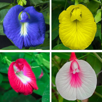 Greenfall Mixed Color Aparajita Flower Seeds, Nilkantha (21 Per Packet) Seed(20 per packet)
