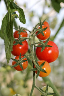 dorvik collections tomato Seed(75 per packet)