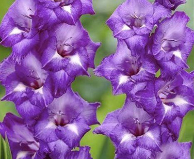 WILLVINE NBIR-63 Gladiolus Large Flowering Rainbow Mixed Bulbs Seed(20 per packet)