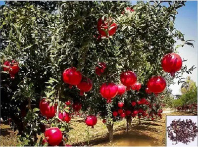 CYBEXIS GBPUT-61 - Kazake Hardy Pomegranate Tree - (270 Seeds) Seed(270 per packet)