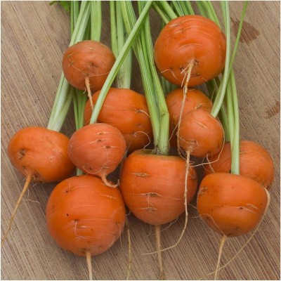 VibeX NBIR-42 - Paris Market Carrot - (750 Seeds) Seed(750 per packet)