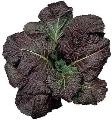 VibeX ® XLR-387 Mustard Red Giant Seeds Seed(500 per packet)