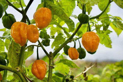 Qualtivate PUA-8A F1 Lemon Habañero Hot Pepper Chilli Seed(300 per packet)