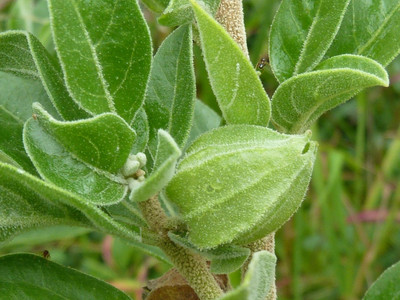 XOLDA Organic ashwagandha herb Seed(28 per packet)