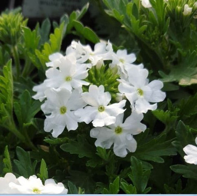 Aro Verbena mix Seed(130 per packet)