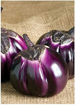 KNESSiN XIV-3 Brinjal Barbarella Seed(500 per packet)